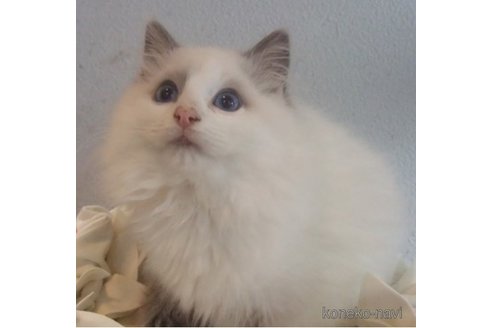 成約済の大阪府のラグドール-76223の4枚目