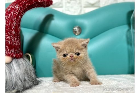 成約済の岐阜県のエキゾチックショートヘア-74213の5枚目