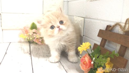 成約済の埼玉県のペルシャ-75462の7枚目