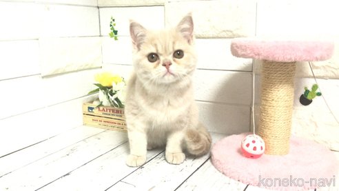 成約済の埼玉県のマンチカン-71248の2枚目