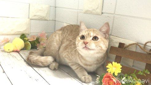 成約済の埼玉県のマンチカン-71252の3枚目