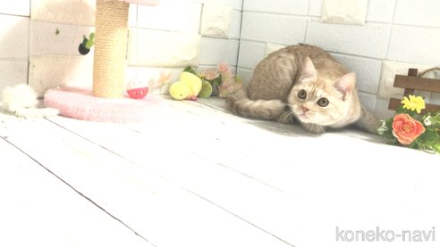 成約済の埼玉県のマンチカン-71252の4枚目