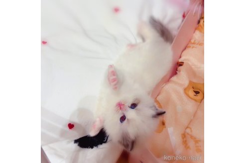 成約済の埼玉県のラグドール-76247の7枚目