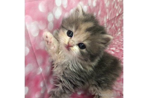 成約済の愛知県のスコティッシュフォールド-76264の4枚目