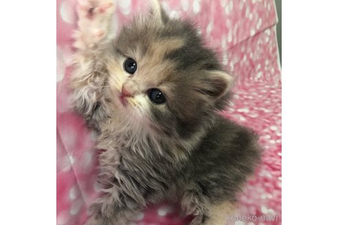成約済の愛知県のスコティッシュフォールド-76264の7枚目