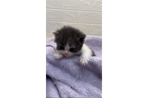 成約済の埼玉県のスコティッシュフォールド-76271の3枚目
