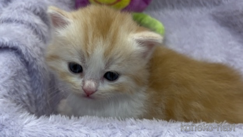 成約済の埼玉県のスコティッシュフォールド-76272の1枚目