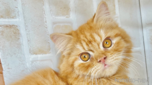 成約済の東京都のミヌエット-68405の2枚目