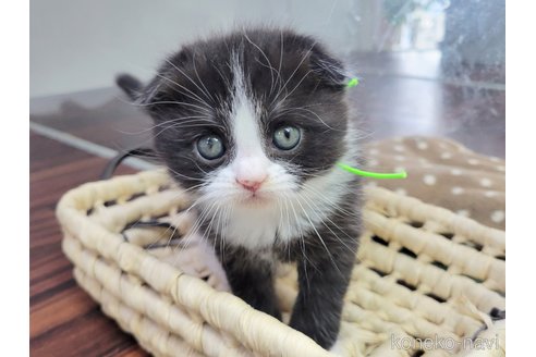 成約済の千葉県のスコティッシュフォールド-75261の5枚目