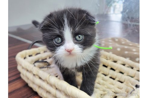 成約済の千葉県のスコティッシュフォールド-75261の8枚目