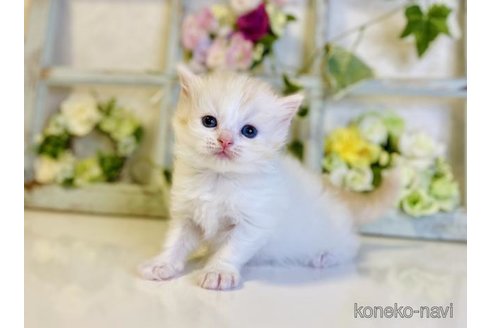 成約済の大阪府のスコティッシュストレート-76335の4枚目