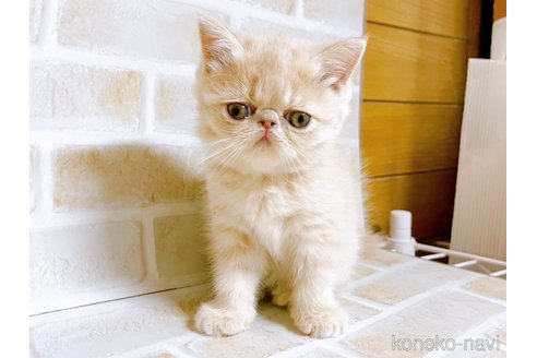 成約済の東京都のエキゾチックショートヘア-76356の1枚目