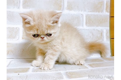 成約済の東京都のエキゾチックショートヘア-76356の2枚目