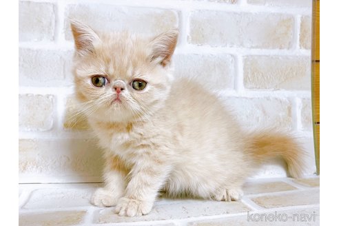 成約済の東京都のエキゾチックショートヘア-76356の3枚目