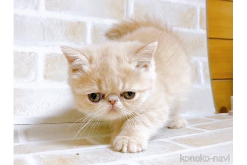 成約済の東京都のエキゾチックショートヘア-76356の4枚目