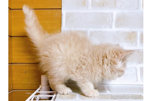 成約済の東京都のエキゾチックショートヘア-76356の5枚目