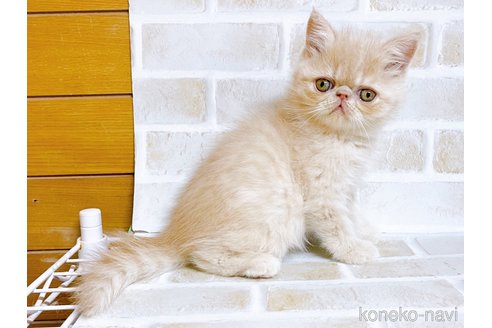 成約済の東京都のエキゾチックショートヘア-76357の4枚目