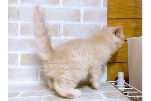 成約済の東京都のエキゾチックショートヘア-76357の5枚目