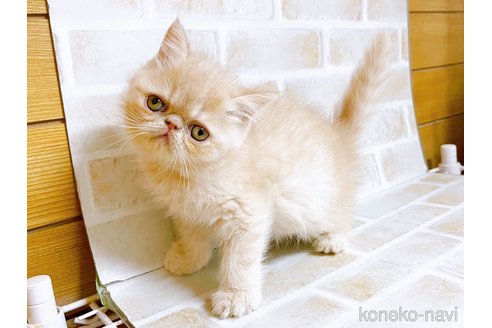 成約済の東京都のエキゾチックショートヘア-76357の6枚目