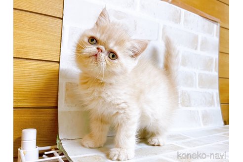 成約済の東京都のエキゾチックショートヘア-76357の7枚目