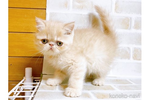 成約済の東京都のエキゾチックショートヘア-76357の2枚目