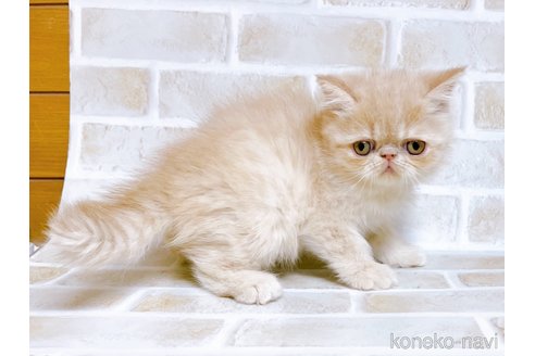 成約済の東京都のエキゾチックショートヘア-76357の3枚目