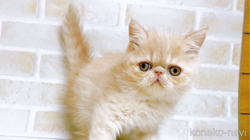 成約済の東京都のエキゾチックショートヘア-76357の1枚目