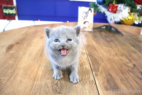 成約済の大阪府のスコティッシュフォールド-76384の38枚目