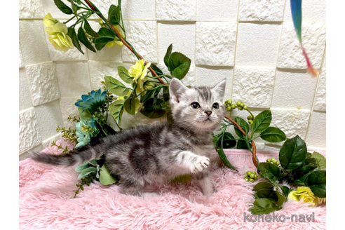 成約済の埼玉県のアメリカンショートヘア-76434の4枚目