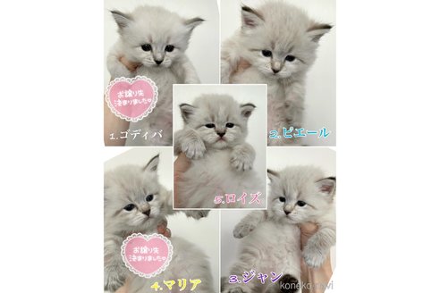 成約済の京都府のサイベリアン-76463の2枚目