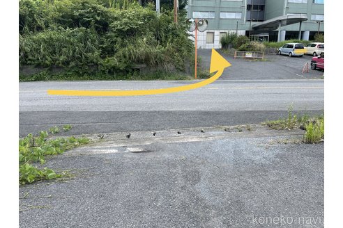 成約済の千葉県のマンチカン-75838の4枚目