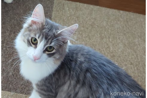 成約済の愛媛県のノルウェージャンフォレストキャット-71616の2枚目