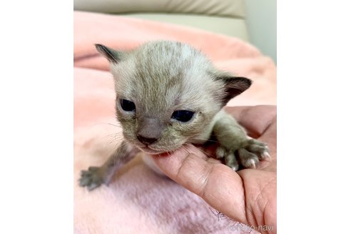成約済の静岡県のベンガル-76541の64枚目