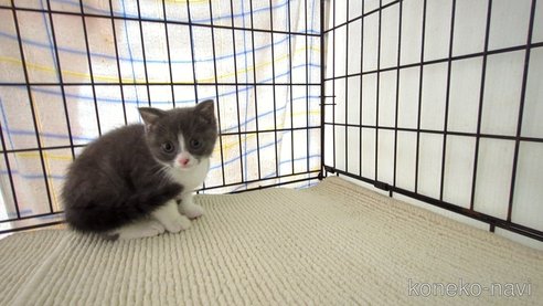 成約済の茨城県のブリティッシュショートヘア-76573の5枚目