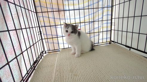 成約済の茨城県のブリティッシュショートヘア-76574の6枚目