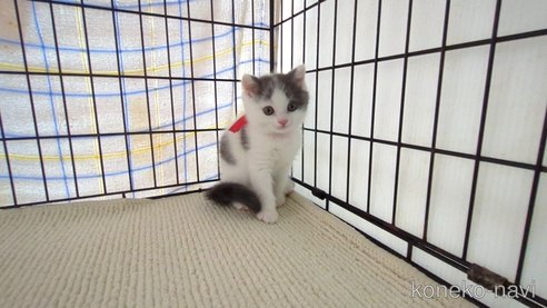 成約済の茨城県のブリティッシュショートヘア-76574の5枚目