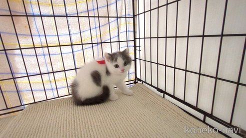 成約済の茨城県のブリティッシュショートヘア-76574の4枚目