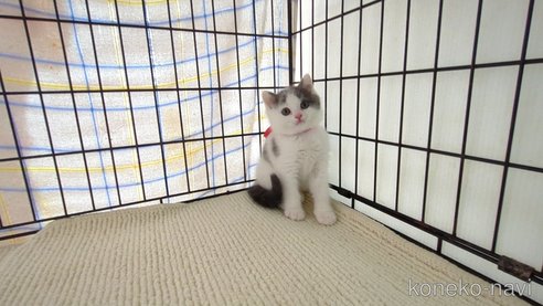 成約済の茨城県のブリティッシュショートヘア-76574の3枚目