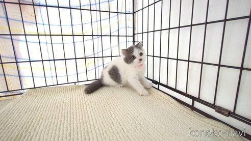 成約済の茨城県のブリティッシュショートヘア-76575の6枚目