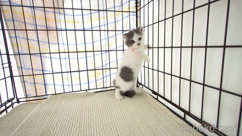 成約済の茨城県のブリティッシュショートヘア-76575の5枚目