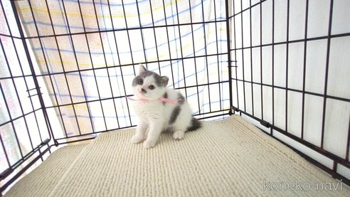成約済の茨城県のブリティッシュショートヘア-76575の4枚目
