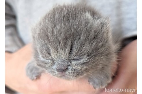 成約済の北海道のエキゾチックショートヘア-76585の4枚目