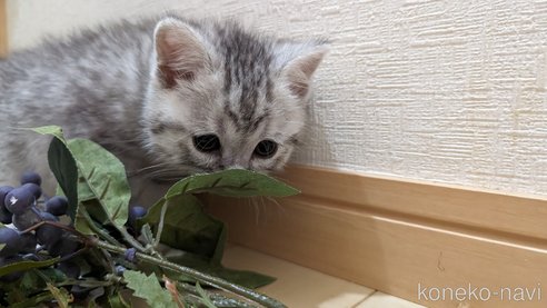 成約済の広島県のスコティッシュフォールド-75698の31枚目