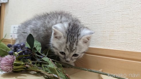 成約済の広島県のスコティッシュフォールド-75698の27枚目