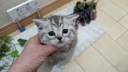 成約済の広島県のスコティッシュフォールド-75698の23枚目