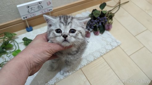成約済の広島県のスコティッシュフォールド-75698の19枚目