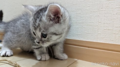 成約済の広島県のスコティッシュフォールド-75698の17枚目