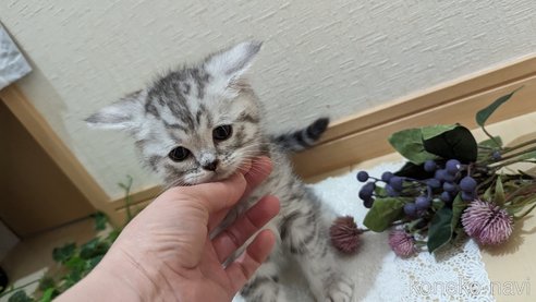 成約済の広島県のスコティッシュフォールド-75698の13枚目