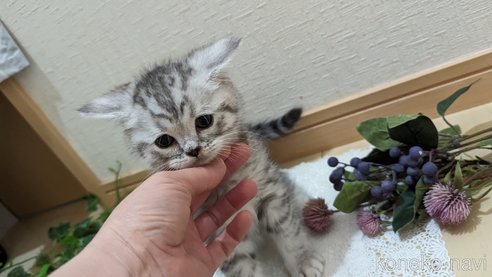 成約済の広島県のスコティッシュフォールド-75698の14枚目