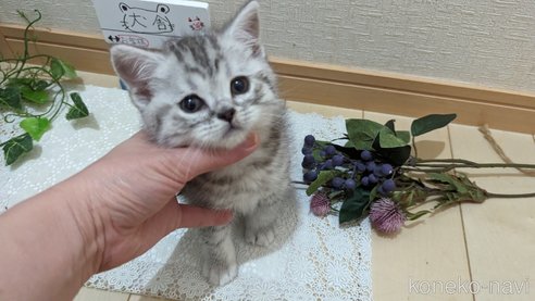 成約済の広島県のスコティッシュフォールド-75698の10枚目